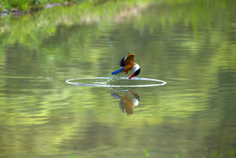 Eighteen years of photography, five continents - Brave Kingfisher